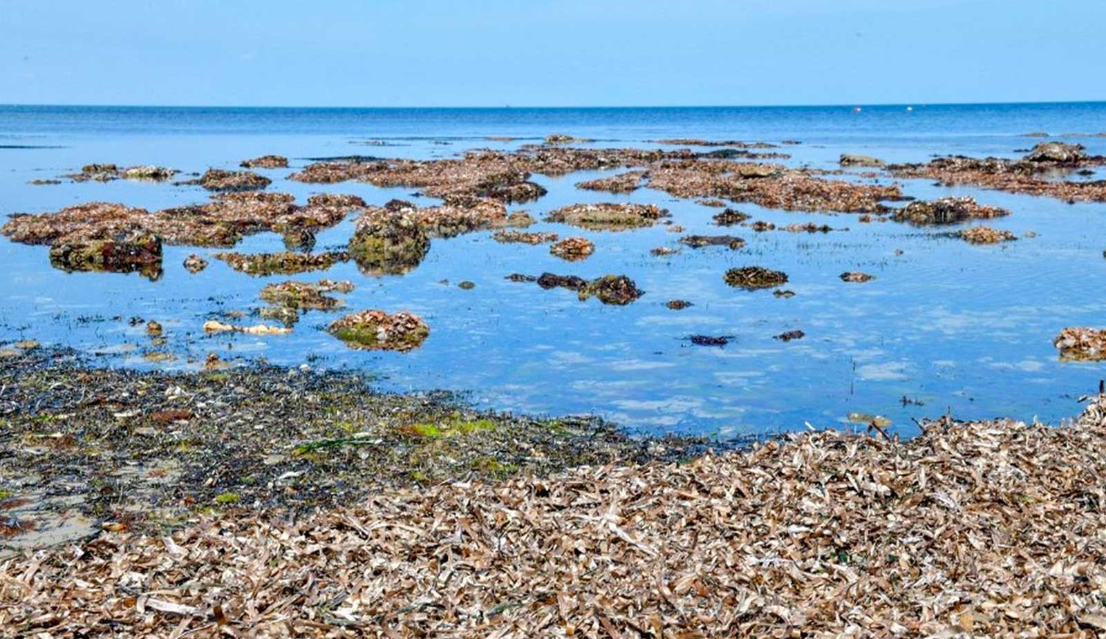 « Notre mer est en ébullition » : à 30°C dans le...