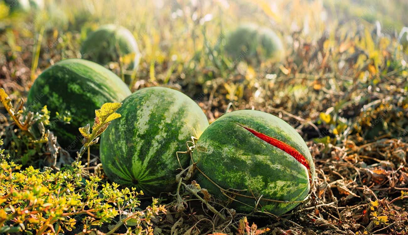 Sidi Bouzid : 820 hectares de pastèques, melons et concombres...